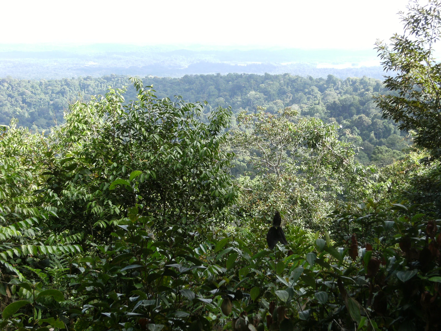 Boslandschap gezien vanaf Brownsberg in Suriname
